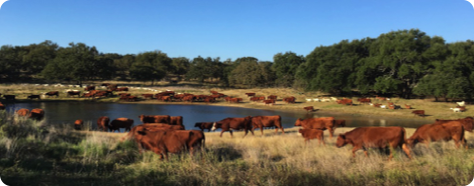 Cattle, sheep and goats intensively grazing healthy rangeland